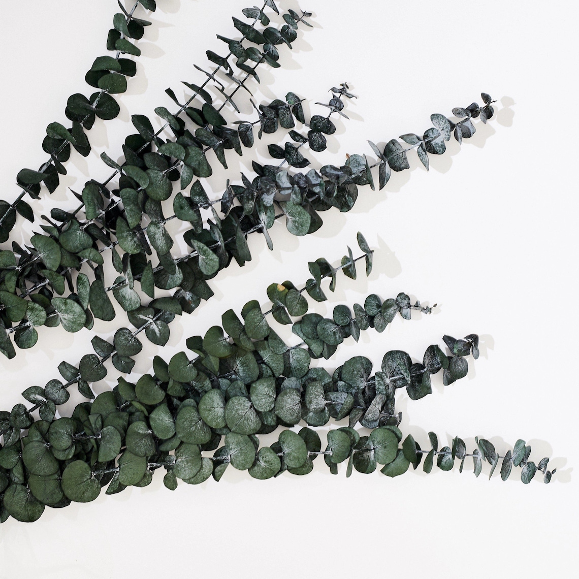 30 Dried Natural Preserved Eucalyptus Stems Bundle Dried Etsy