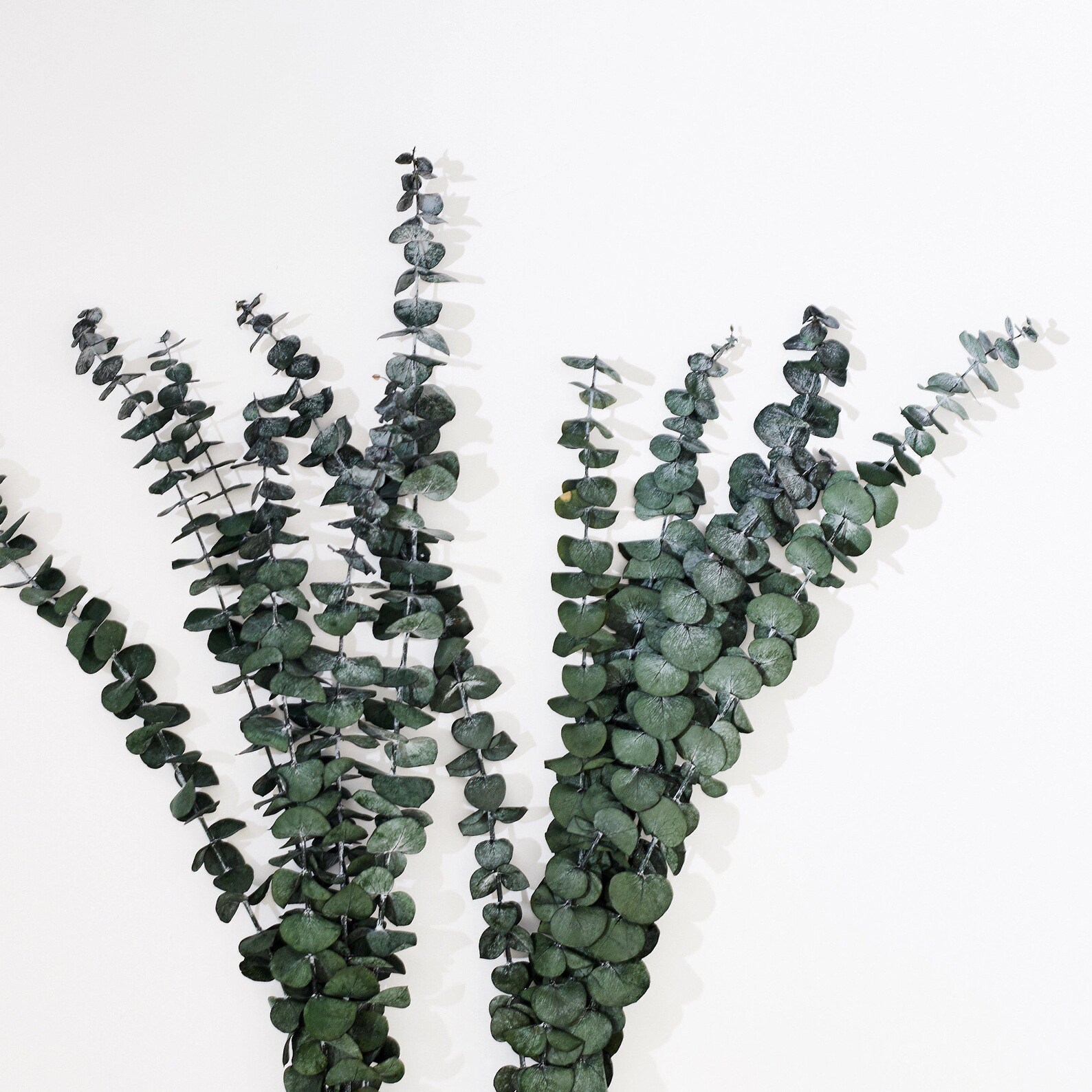 30 Dried Natural Preserved Eucalyptus Stems Bundle Dried Etsy