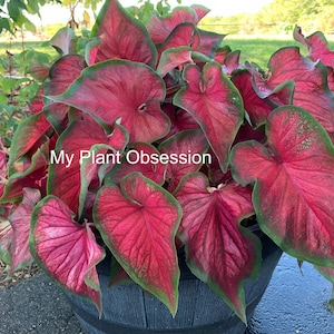 Caladium 'Red Glamour' Size #2 (2 Bulbs)  ** New Crop 2024