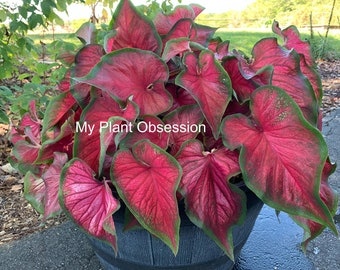 Caladium 'Red Glamour' Size #2 (2 Bulbs)  ** New Crop 2024