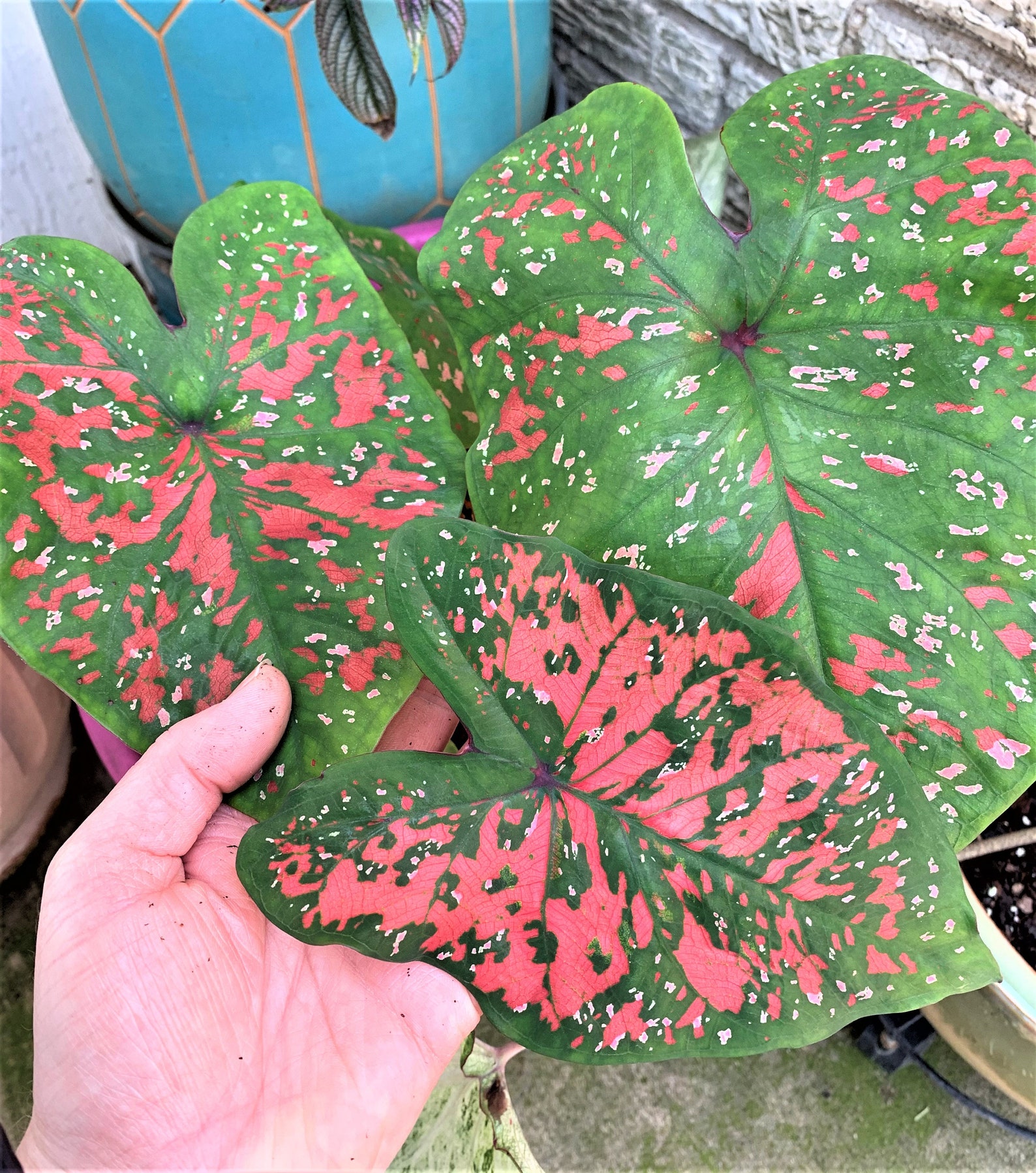 Caladium 'freckles' Size 2 2 Bulbs Size11 Bulb Etsy