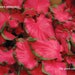 see more listings in the Caladium bulb 2024 Crop section