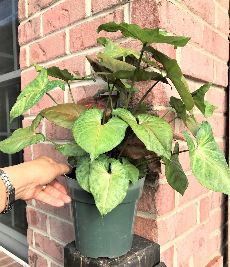 Arrowhead Plant SyngoniumMerry Maria 6 pot Etsy