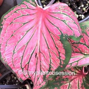 Caladium 'Pink Symphony'  Size#2(2 bulbs)  Size#1(1 bulb Large)**New Crop 2024 In Stock!!!