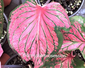 Caladium 'Pink Symphony'  Size#2(2 bulbs)  Size#1(1 bulb Large)**New Crop 2024 In Stock!!!