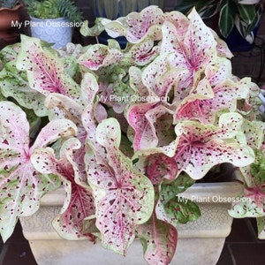 Caladium 'Miss Muffet' Size #2(2 bulbs) Size #1(1 Larger bulb) New Crop 2024 In Stock!!!