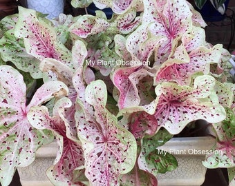 Caladium 'Miss Muffet' Size #2(2 bulbs) Size #1(1 Larger bulb) New Crop 2024 In Stock!!!