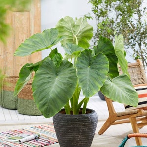Colocasia Esculenta Elephant Ear, You get 1 Bulb *New Crop 2024 In Stock!!!***See all listing photos for measurements!!!