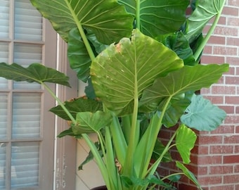 Alocasia Odora Elephant ear Up-right BULB,  *New Crop 2024 In Stock!!! ***See all listing photos for measurements!!!