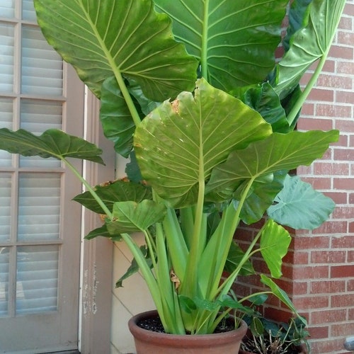 Alocasia Odora Elephant ear Up-right BULB,  *New Crop 2024 In Stock!!! ***See all listing photos for measurements!!!