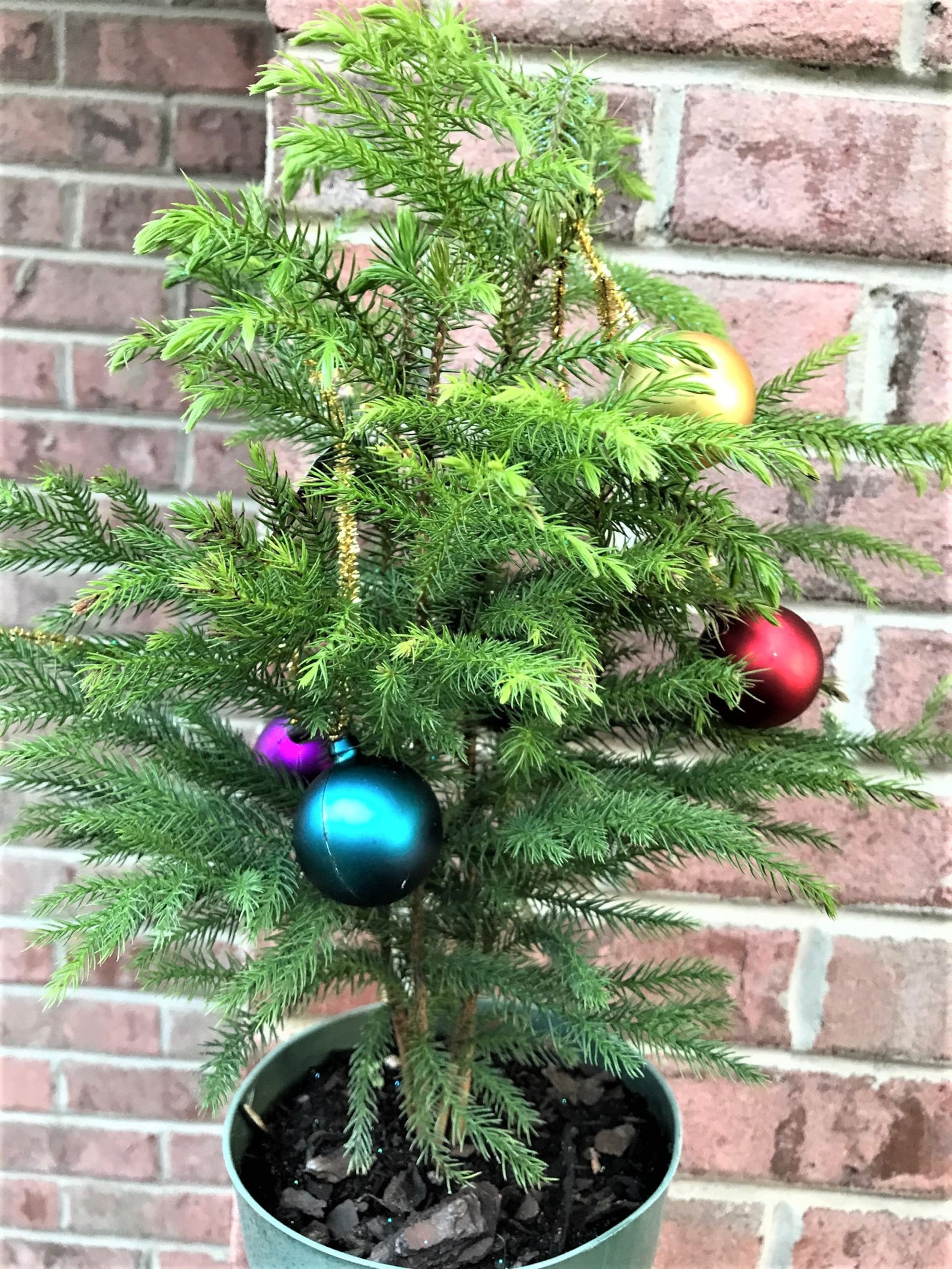 Norfolk Island Pine Mini Christmas Tree 6 Pot about Etsy