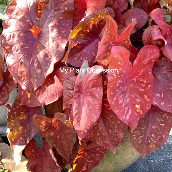 Caladium  'Burning Heart' Size #2 (2 Bulbs) Size #1(1 bulb / Large)   ** New Crop 2024