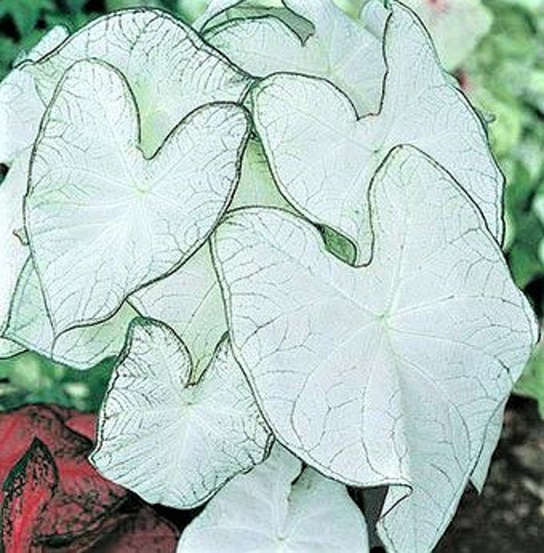 Caladium 'florida Moonlight' size22 Bulbs Size 11 Bulb / Large New Crop