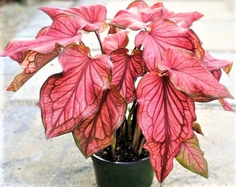 Caladium ''Desert Sunset' Size #2 (2 Bulbs)  ** New Crop 2024