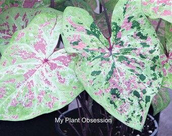 Caladium 'Seafoam Pink' Choose from Size #1(1 bulb) Jumbo (1 Bulb)