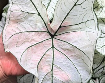 Caladium 'Candidum Jr.' Mammoth & Jumbo ***New Crop 2024  In Stock!!!