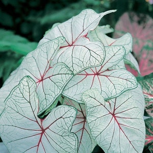 Caladium ''Florida Fantasy' Size #2 (2 Bulbs) Size#1(1 bulb Large) ** New Crop 2024