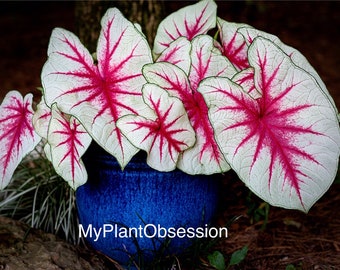 Caladium 'Fiesta' Size #2, Size #1, Jumbo & Mammoth ** New Crop 2024  ** VERY Limited in Stock!!