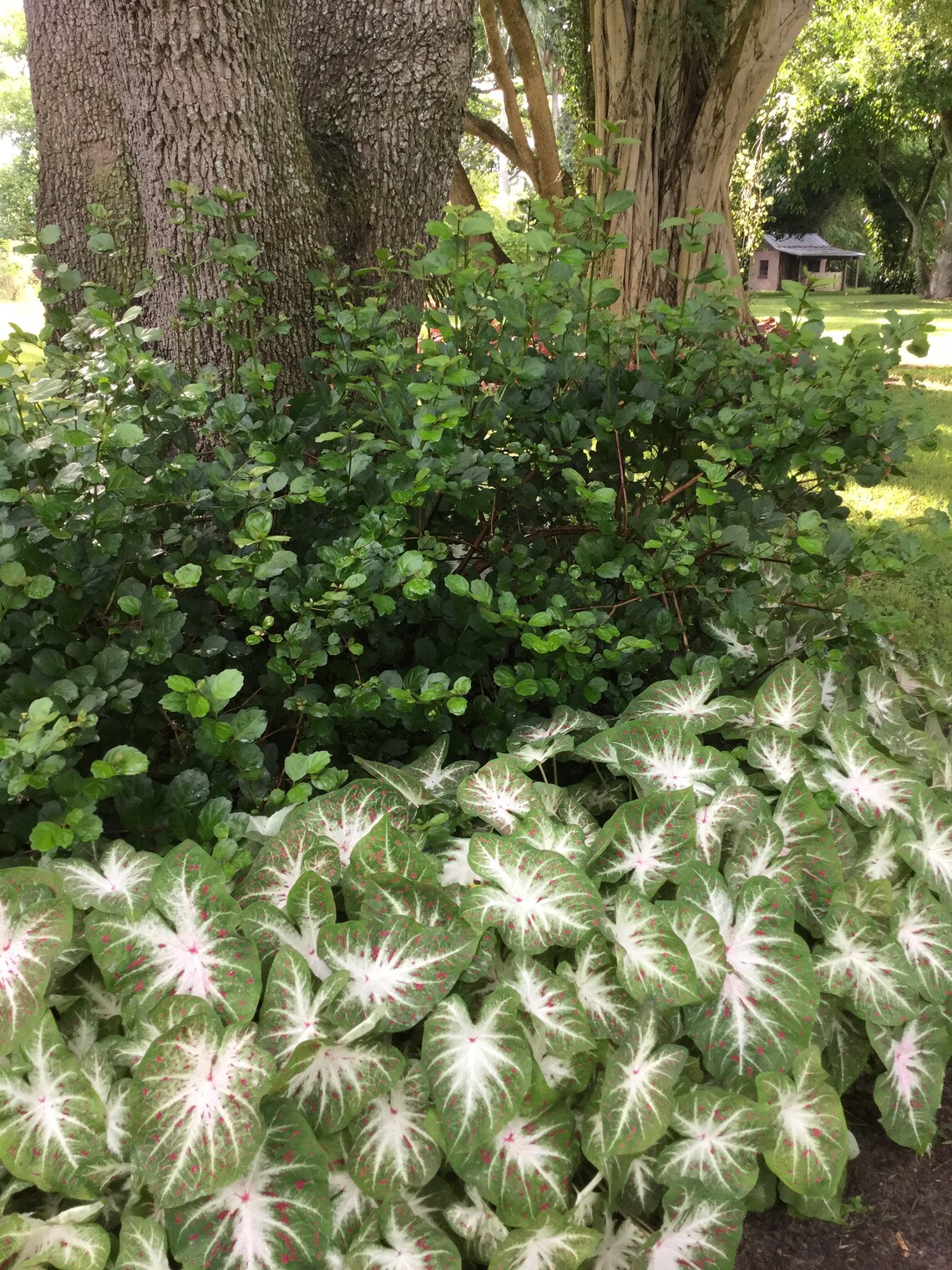 Caladium 'Hearts Desire' 2 Bulbs Size 2 Etsy