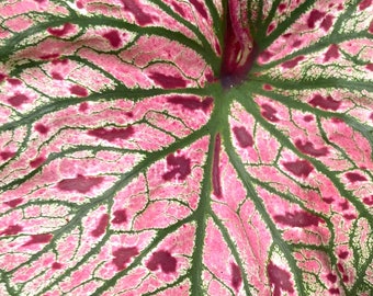 Caladium 'Spicy Lizard' Size #2 (2 BULBS), Size #1(1 bulb Large) *New Crop 2024 *This is slower to emerge as compared to other varieties