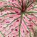 see more listings in the Caladium bulb 2024 Crop section