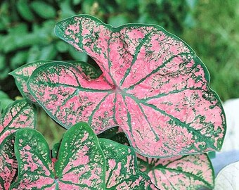 Caladium 'Florida Roselight' Size#2(2 bulbs) ** New Crop 2024 In Stock!!!