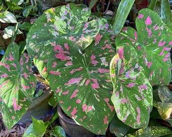 Caladium 'Florida Beauty'  choose from Jumbo & Mammoth **New Crop 2024 in Stock!!! **Very limited availability