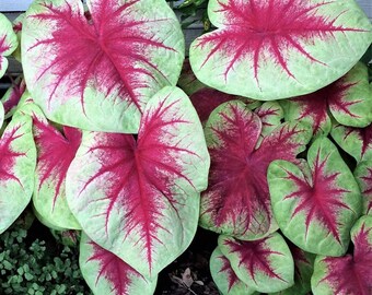 Caladium Lemon Blush Size #2 (2 Bulbs), Size #1(1 bulb Large)  ** New Crop 2024 In Stock!!!