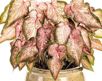 Caladium 'Caribbean Coral' Size #2 (2 Bulbs)  ** New Crop 2024