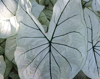 Caladium 'Allure' Size #2 (2 Bulbs)   ** New Crop 2024