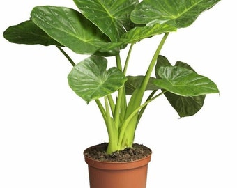 Alocasia 'Calidora'  RARE Variety Elephant ear Up-right BULB,  *New Crop 2024 In Stock!!! ***See all listing photos for measurements!!!