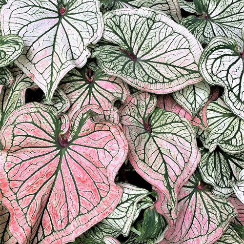Caladium 'mesmerized' Size 2 2 Bulbs Etsy