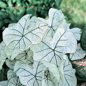 Caladium 'Candidum Jr' Size#2(2 bulbs)  Size #1(1 bulb Large) **New Crop 2024 In Stock!!!