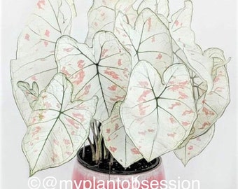 Caladium 'Marie Moir' Size #2 (2 BULBS), Size #1(1 bulb / Large) *Not Plants **New Crop 2024 In Stock!!!