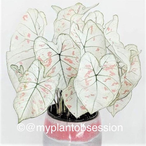 Caladium 'Marie Moir' Size #2 (2 BULBS), Size #1(1 bulb / Large) *Not Plants **New Crop 2024 In Stock!!!