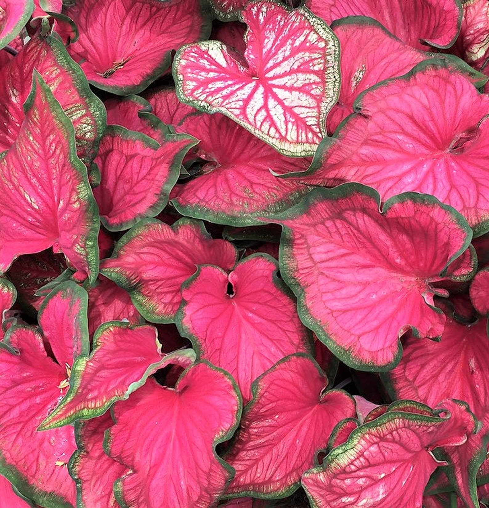 Caladium 'sizzle' Size 2 2 Bulbs Etsy