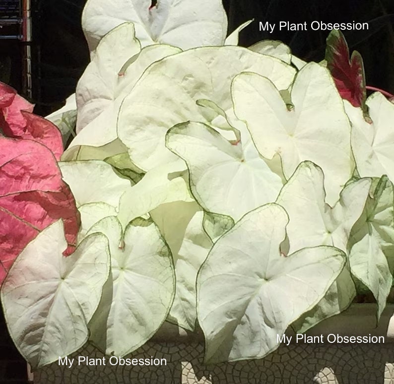 Caladium 'Florida Moonlight' Jumbo 2024 crop Very Limited In Stock NOW image 1