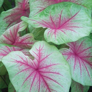 Caladium 'Mint Julep' Size #1( 1 bulb/Larger 1-1/2" to 2-1/2")  ** New Crop 2024 * VERY Limited!!!