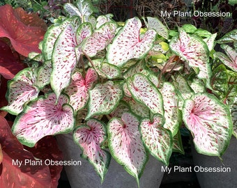 Caladium 'Day Dreamer' Size #2 (2 Bulbs)  ** New Crop 2024