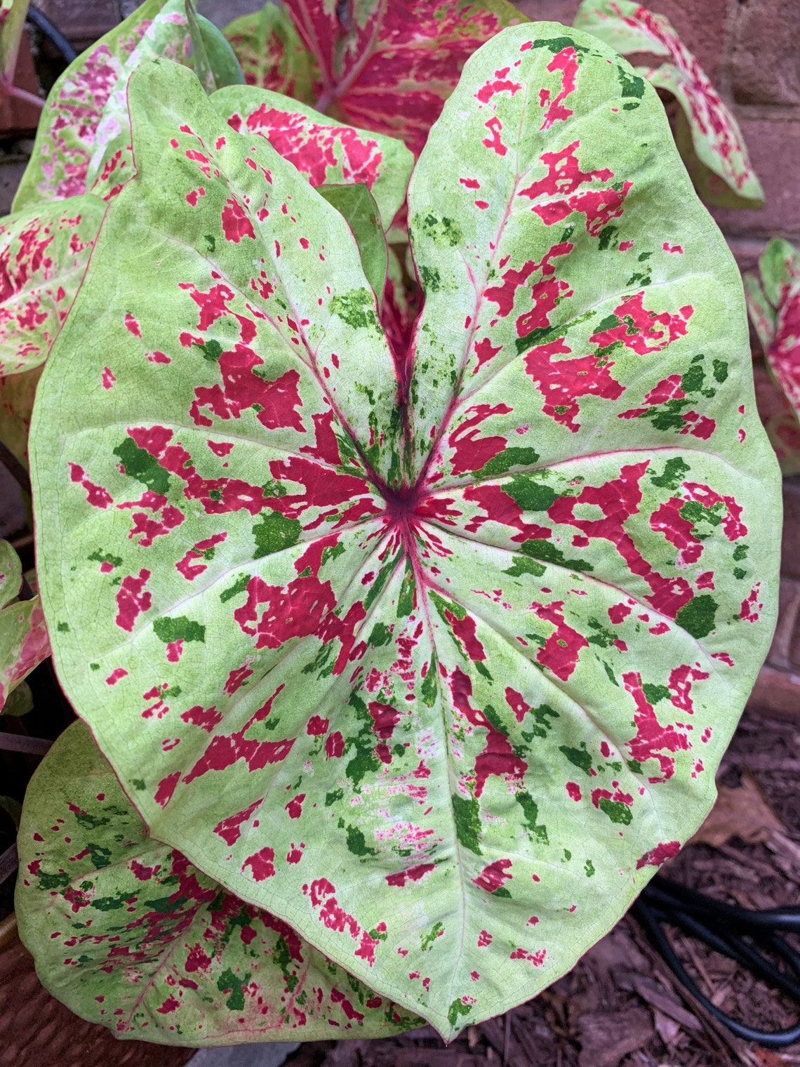 Caladium 'raspberry Moon' Size 22 Bulbs new Crop Etsy