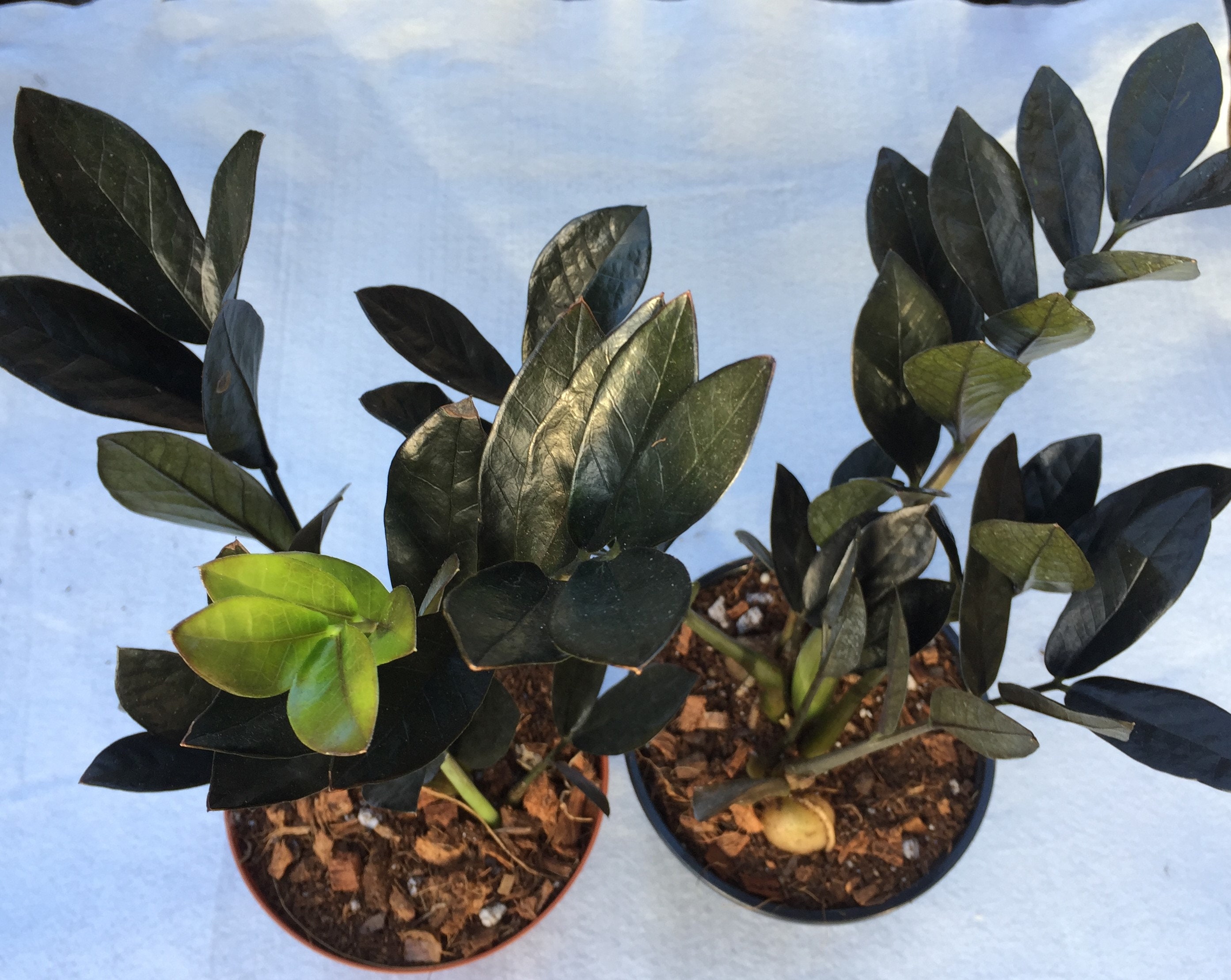 Black Zz Raven Zz Plant Black Zamioculcas Zamiifolia 5 Etsy India Black Zz Raven Zz Plant Black Zamioculcas Zamiifolia 5 Etsy India