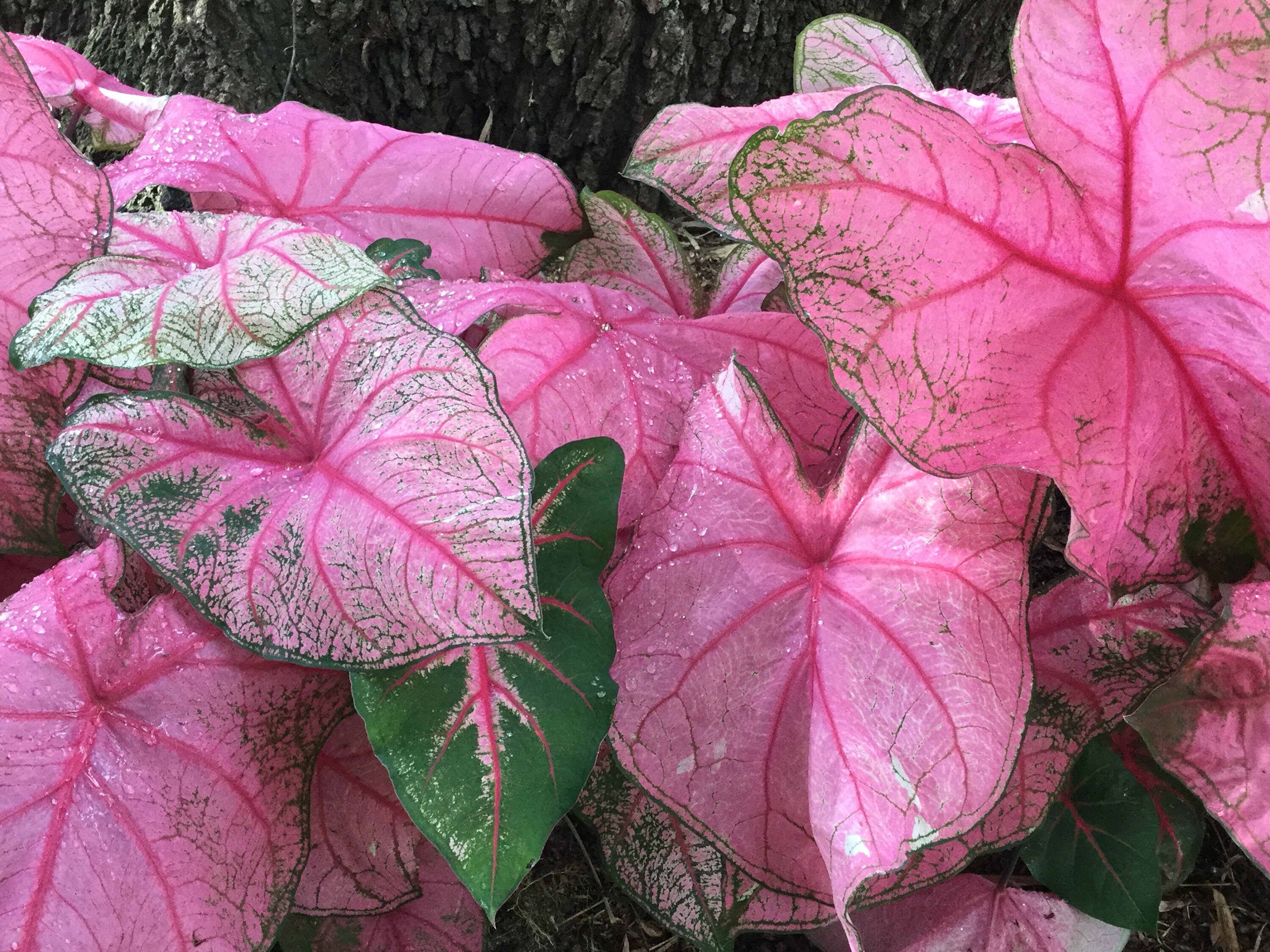 Caladium 'Fannie Munson' 2 Bulbs Size 2 | Etsy