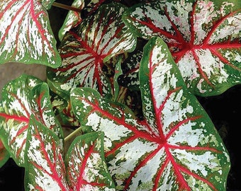 Caladium 'Tapestry'  Size #2 (2 bulbs),  Size #1(1 bulb/Large)  ** New Crop 2024