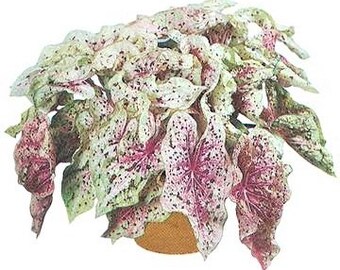 Caladium Miss Muffet Jumbo  ** New Crop 2024 **In Stock NOW!!! VERY Limited in Stock!!!