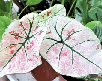 Caladium 'Strawberry Star'  Jumbo & Mammoth ** New Crop 2024  ** VERY Limited in Stock!!