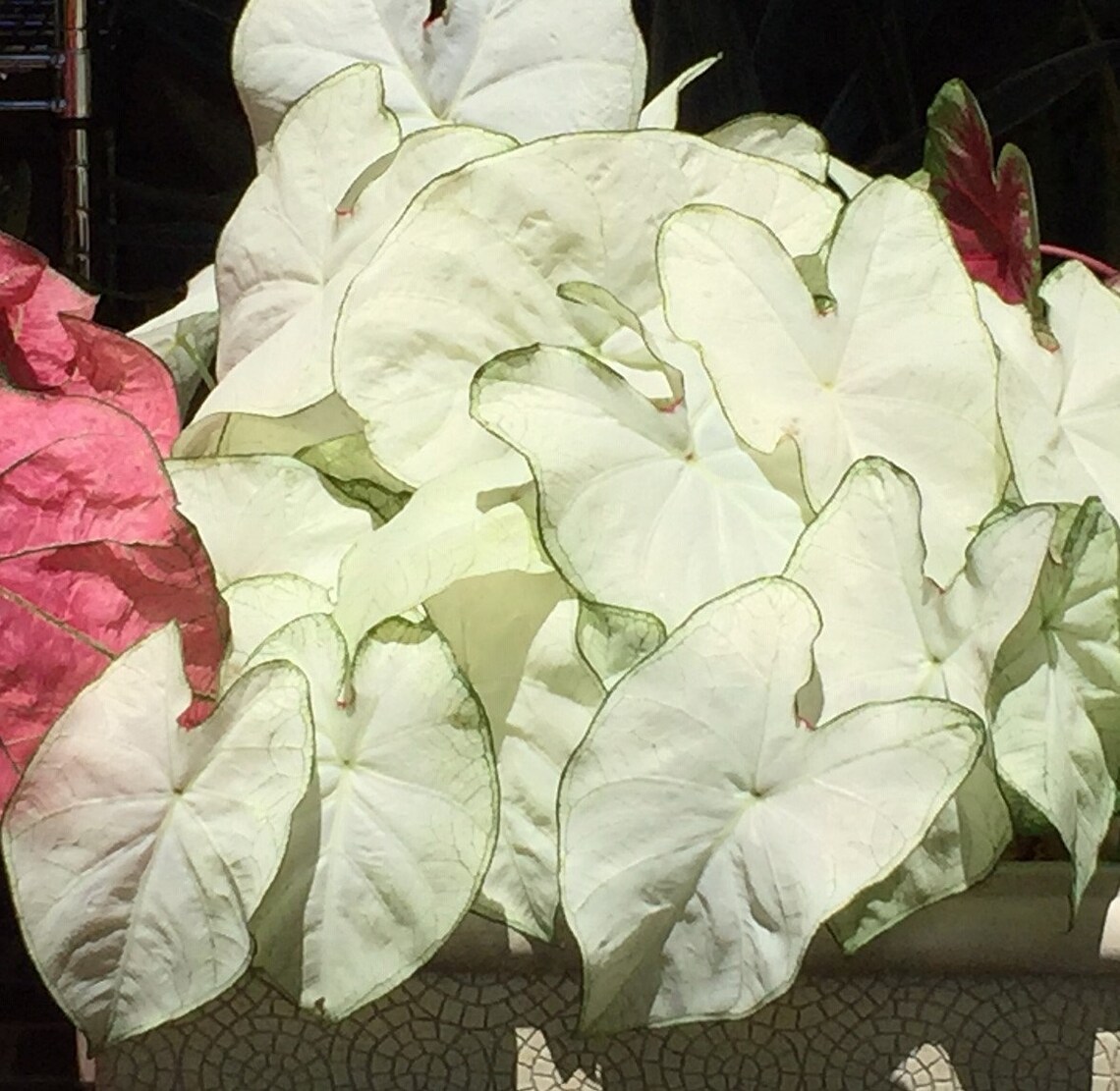 Caladium 'florida Moonlight' Size22 Bulbs Etsy