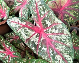 Caladium 'Florida Calypso' Size #2 (2 bulbs) Size #1(1 bulb/Large)  ** New Crop 2024 In Stock!!!