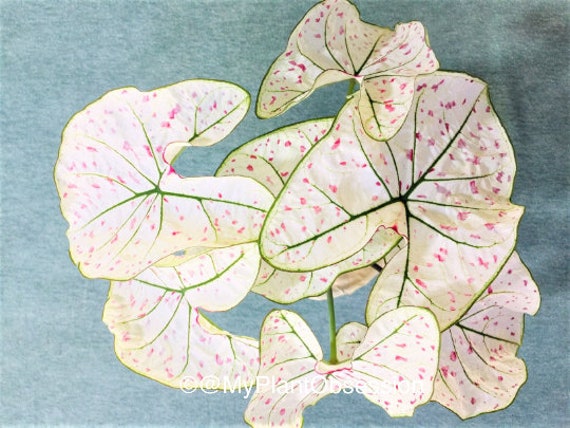 Caladium \'marie Moir\' Jumbo & Mammothnew Crop 2024 in Stock VERY Limited in  Stock - Etsy