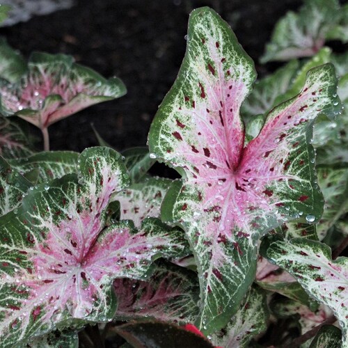 Day Dreamer Caladium 2 Bulbs PREORDER Blue Buddha Farm Etsy Canada