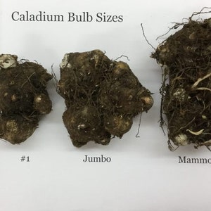 Caladium 'Florida Moonlight' Jumbo 2024 crop Very Limited In Stock NOW image 5